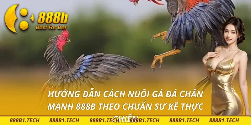 Cách nuôi gà đá chân mạnh 888B cực kỳ đơn giản