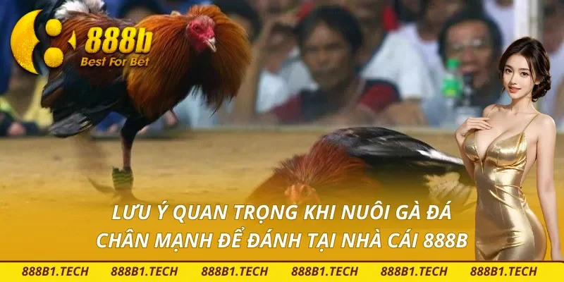 Lưu ý quan trọng khi nuôi gà đá chân mạnh 888B