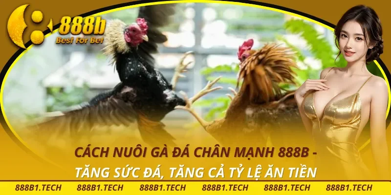 Cách Nuôi Gà Đá Chân Mạnh